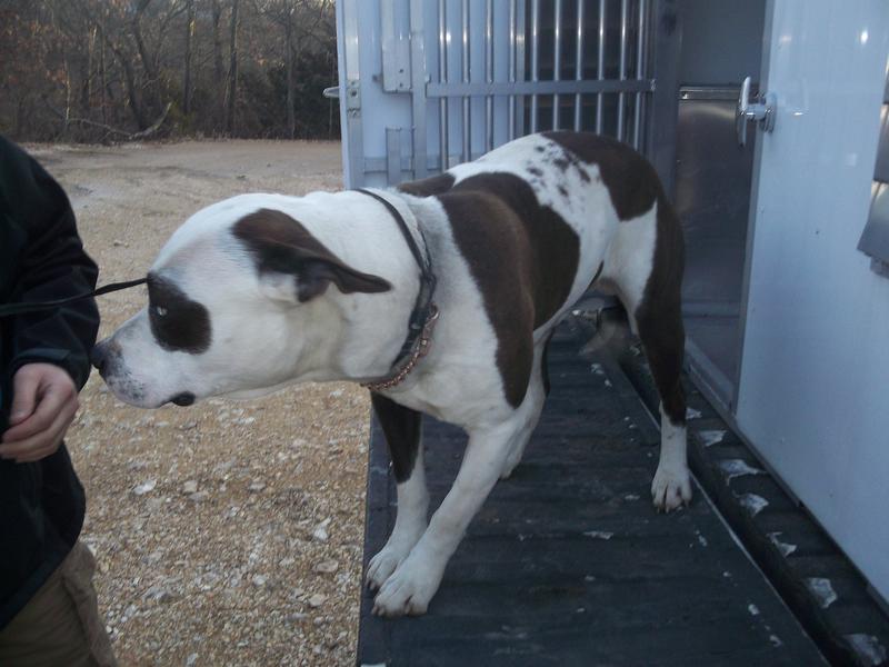 jefferson county dog pound