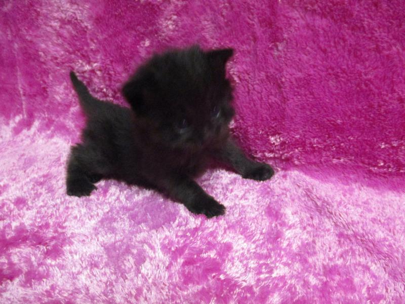 jefferson county dog pound