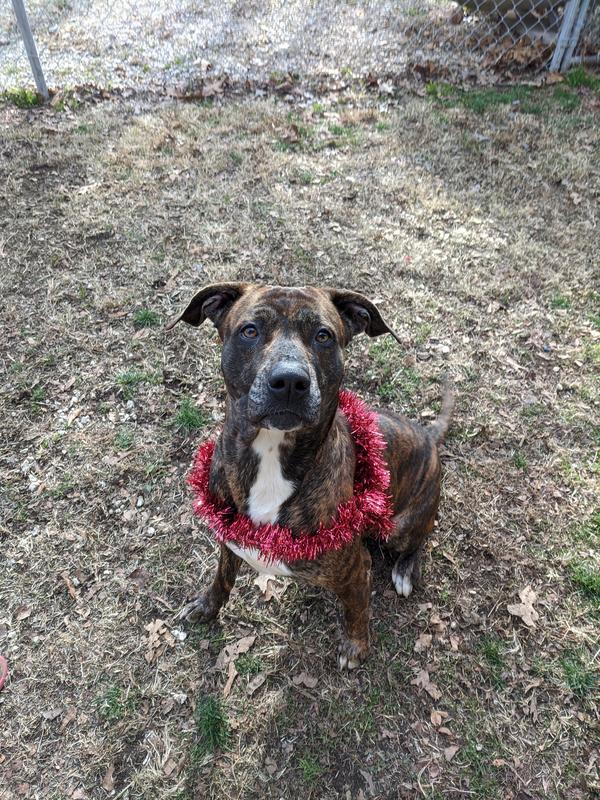 Jefferson County Animal Control Adoption Search Results