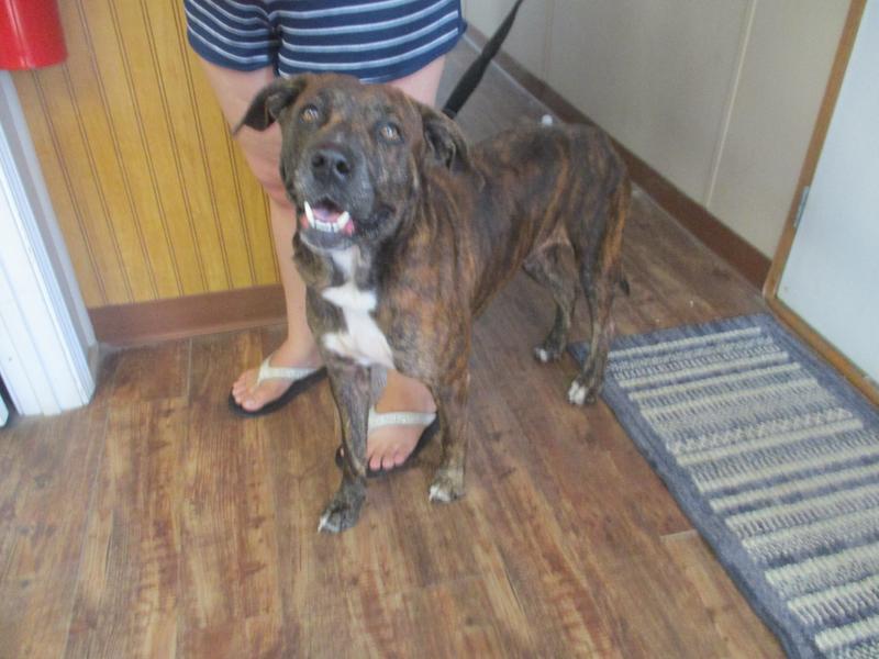 Jefferson County Animal Control Adoption Search Results