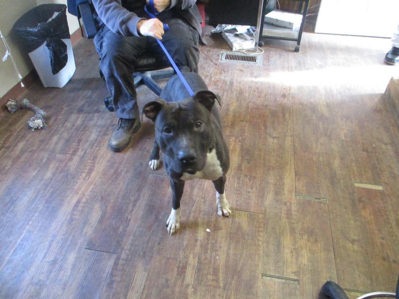 Jefferson County Animal Control Adoption Search Results