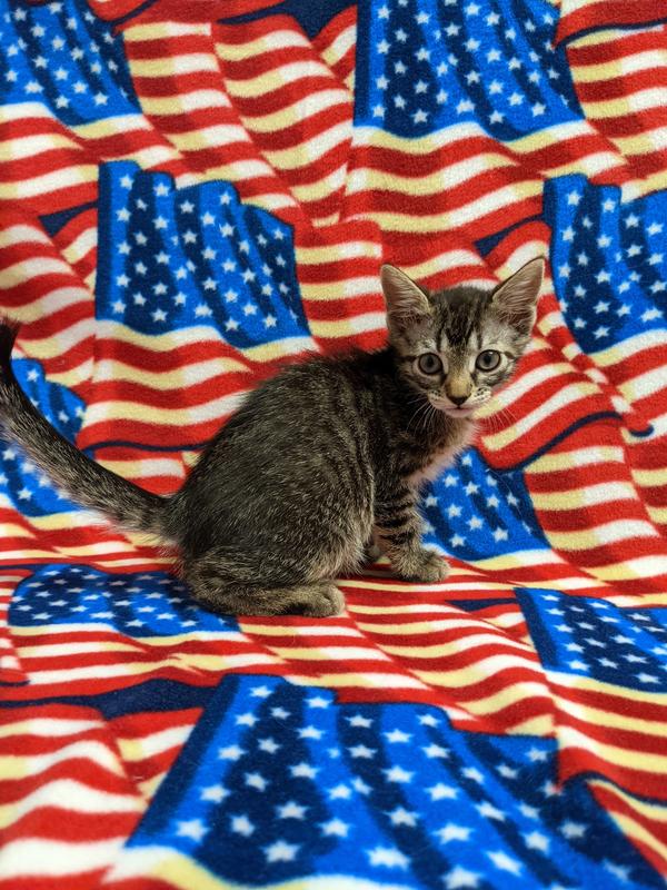 Jefferson County Animal Control Adoption Search Results