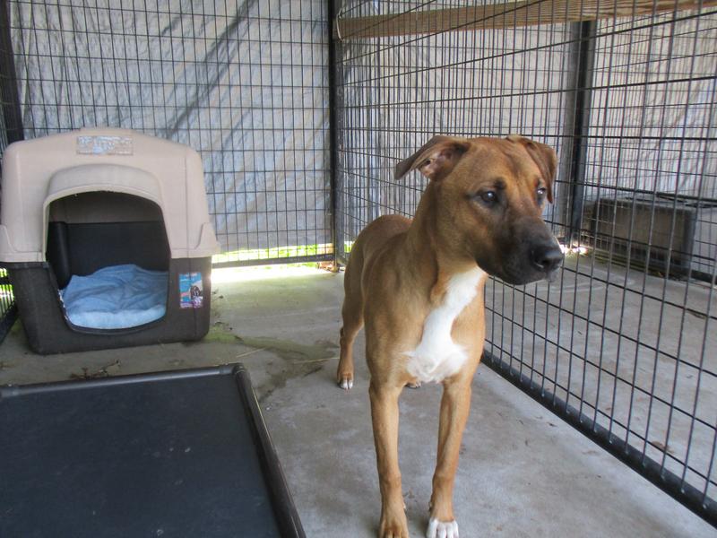 Jefferson County Animal Control Adoption Search Results