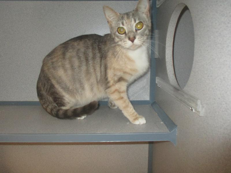 Jefferson County Animal Control Adoption Search Results