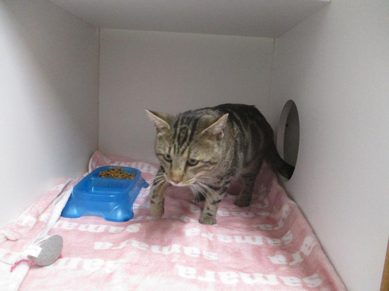 Jefferson County Animal Control Adoption Search Results